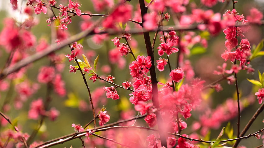 Red Pink Plum Flowers Petals Tree Branches Blur Bokeh Background Flowers HD wallpaper