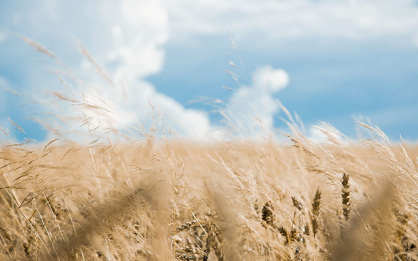 Nature, Sky, Clouds, Blur, Smooth, Field, Ears, Spikes HD wallpaper