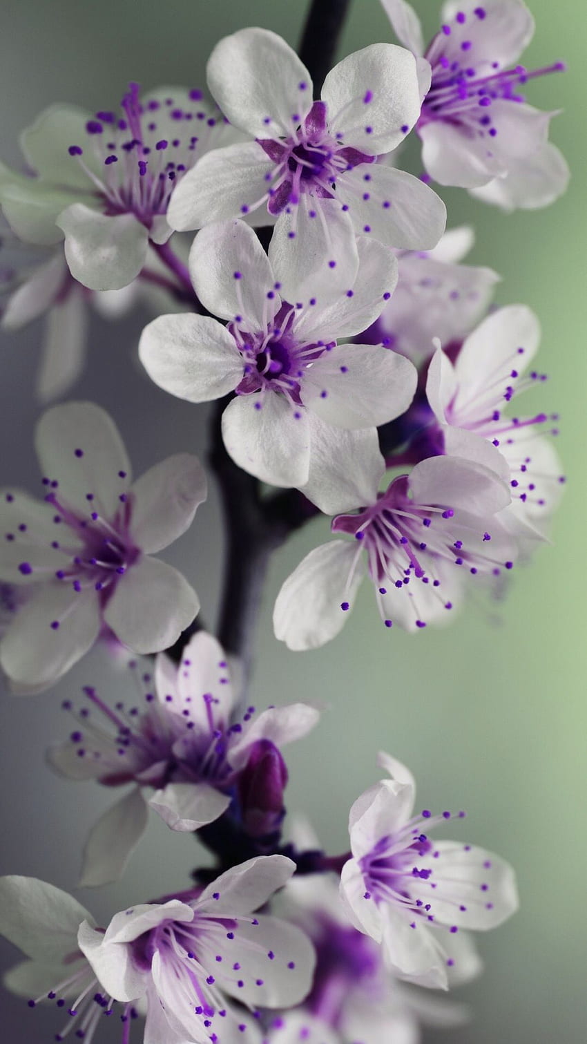 Gráfico de flores, Violeta y Blanco fondo de pantalla del teléfono