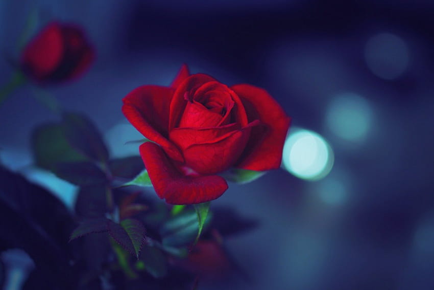 ✼. ATTRAKTIV.✼, Grafik, attraktiv, Farben, Aroma, Charme, Blütenblätter, Leidenschaft, Makro, süß, Rosen, schön, schöne Blumen, Blüte, Blätter, hübsch, cool, Natur, Duft, romantisch, Blumen, rote Rose, schön HD-Hintergrundbild