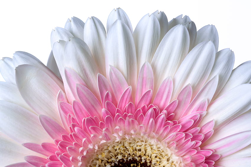 Gerbera Daisy , Stokrotka, Biały kwiat, Białe tło, , Kwiaty, Różowa Gerbera Daisy Tapeta HD