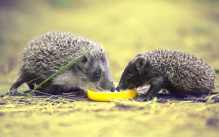 Animals, Hedgehogs, Food, Lemon, Thorns, Prickles HD wallpaper