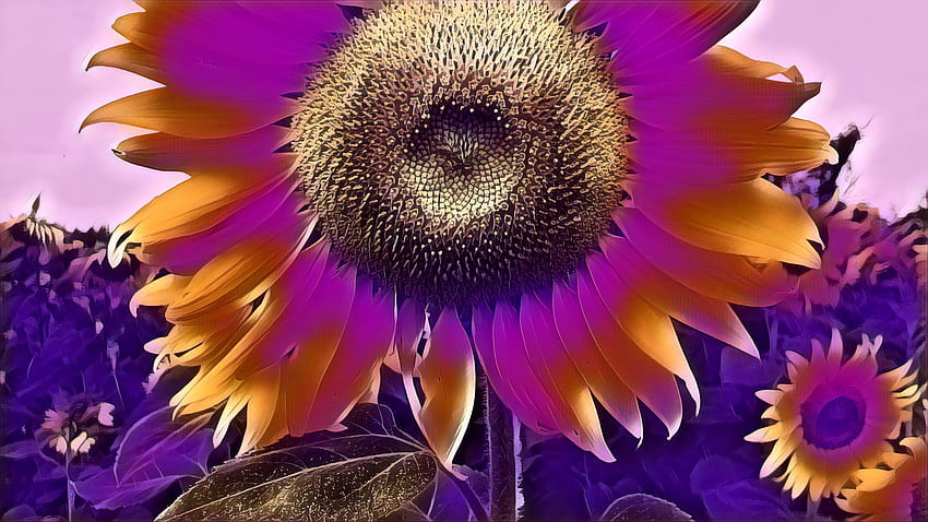 Sunflower iMac — Sunflower iMac: WallsHub, fioletowy słonecznik Tapeta HD