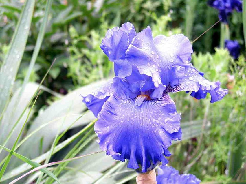 Iris Yucca, iris, wet with rain, flower HD wallpaper