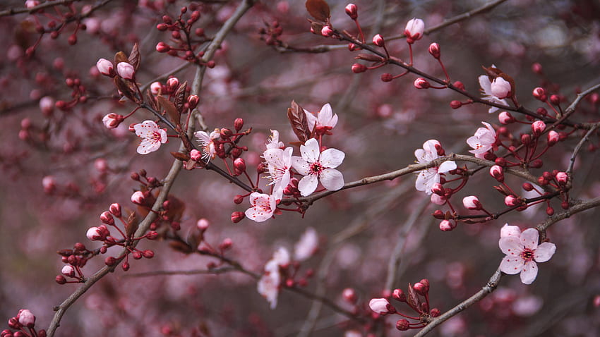 Dark Cherry Blossom - , Dark Cherry Blossom Background on Bat, Red Cherry Blossom HD wallpaper