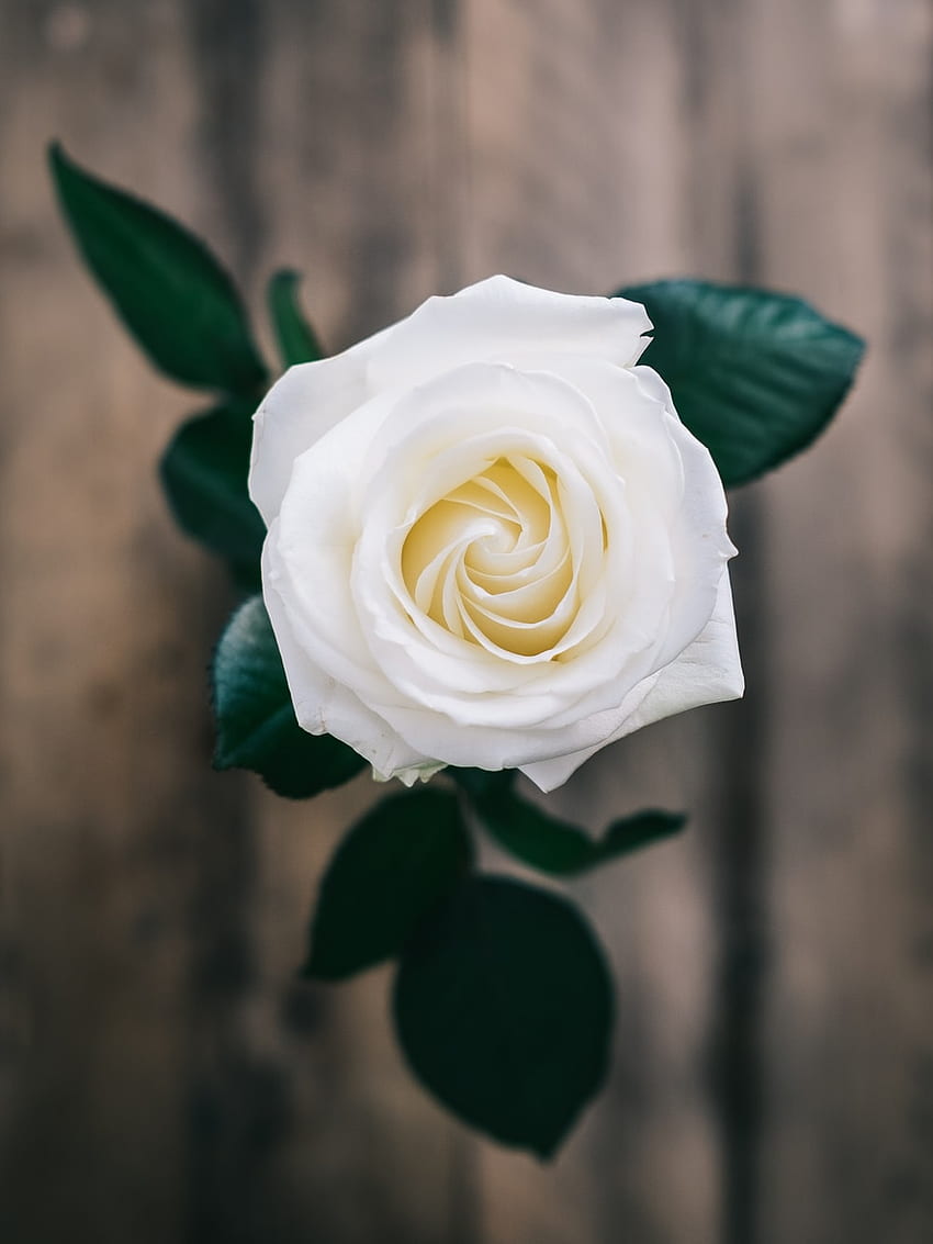 Rose blanche [], jolie fleur blanche Fond d'écran de téléphone HD