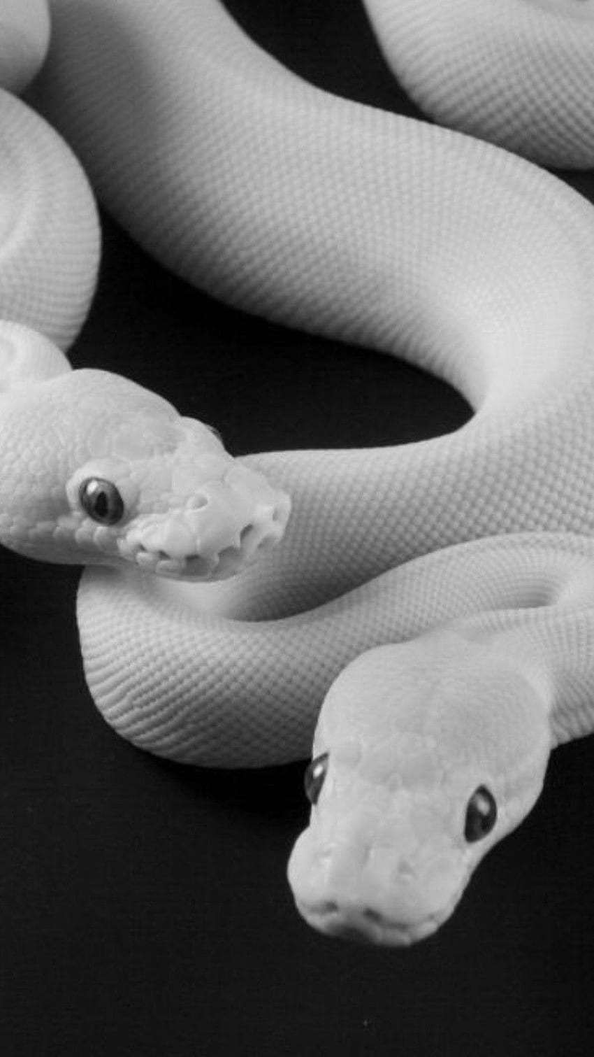 White Snake Pictures  Download Free Images on Unsplash