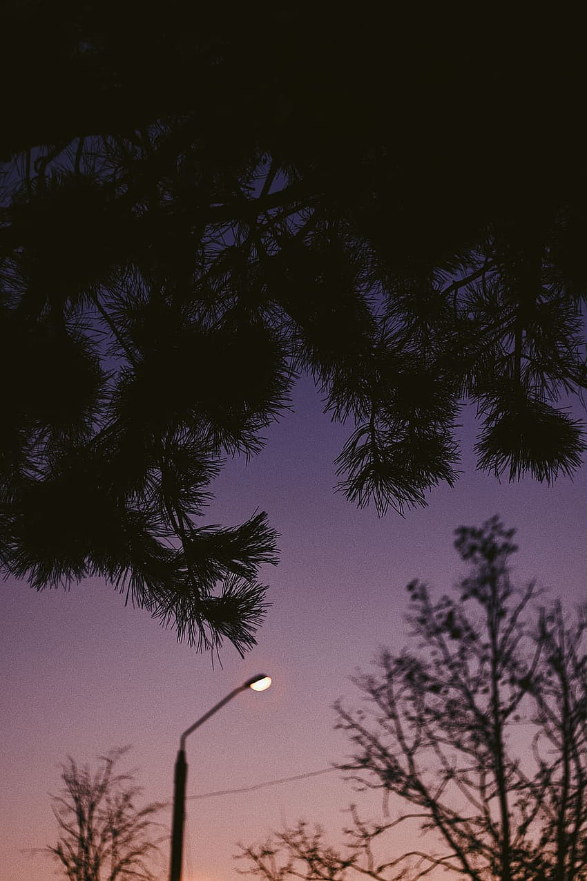 : drzewo, lampa, światło, zachód słońca, noc, nocne niebo, vsco, fioletowy VSCO Tapeta na telefon HD
