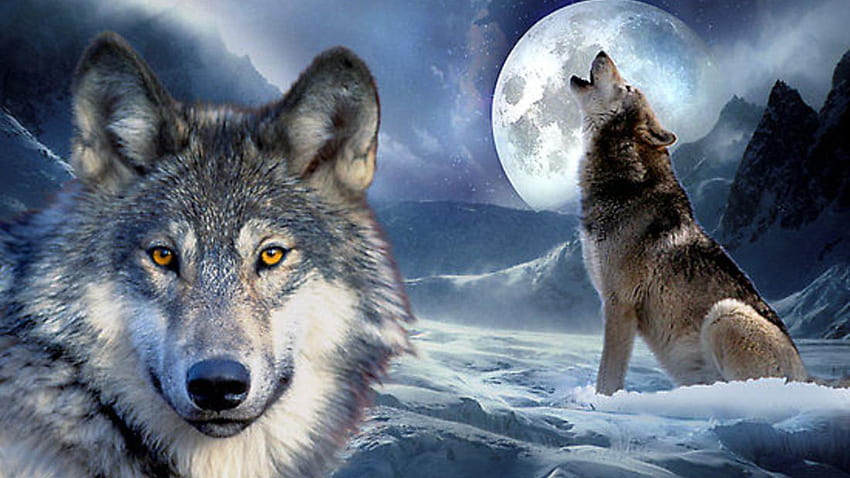 Gezeichneter heulender Wolf - Bleistift und in Farbe gezeichnetes Heulen, Blue Moon und Wolf HD-Hintergrundbild