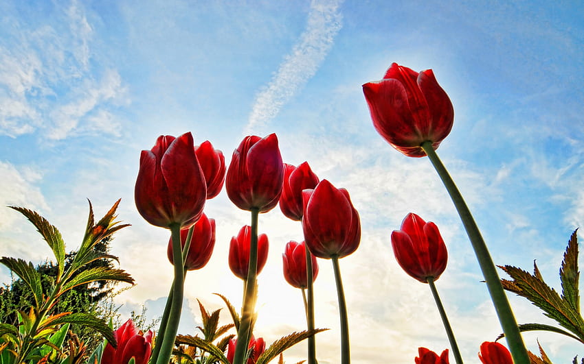 Red tulips, red, landscape, sky, beautiful, nature, flowers, amazing, tulips HD wallpaper
