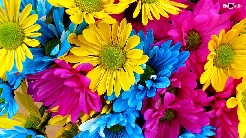 あなたの、モバイル＆タブレット用のカラフルなデイジーフラワービューイングギャラリー[]。 カラフルな花を探索します。 明るいカラフル、明るいカラフルな背景、美しいカラフルな花、色とりどりの花 高画質の壁紙
