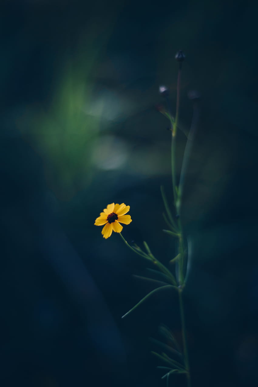 Blumen, Blume, Unschärfe, glatt, Kosmeya, Kosmos HD-Handy-Hintergrundbild