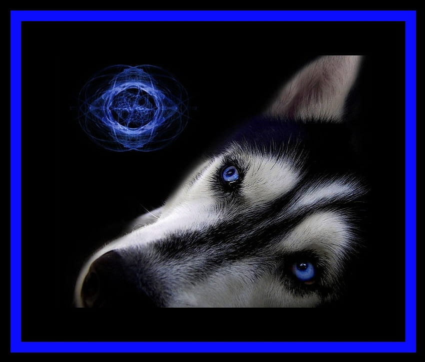 Ole' Blue Eyes, chien, chiot, huskies, graphie, husky, animaux, chiens, chiots Fond d'écran HD