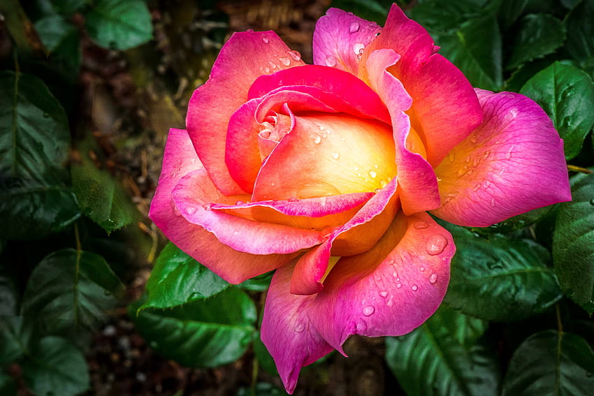 Pink rose, petals, garden, drops, beautiful, fragrance, rose, leaves, pink, wet, scent, dew HD wallpaper