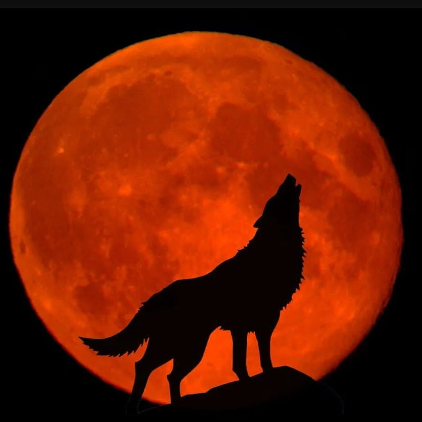 penyihir mana, Blood Moon Wolf wallpaper ponsel HD