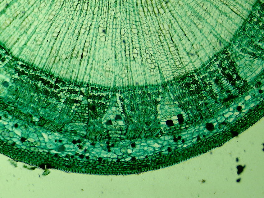 赤玉ねぎセル。 顕微鏡下の赤玉ねぎ細胞。 植物、顕微鏡 高画質の壁紙