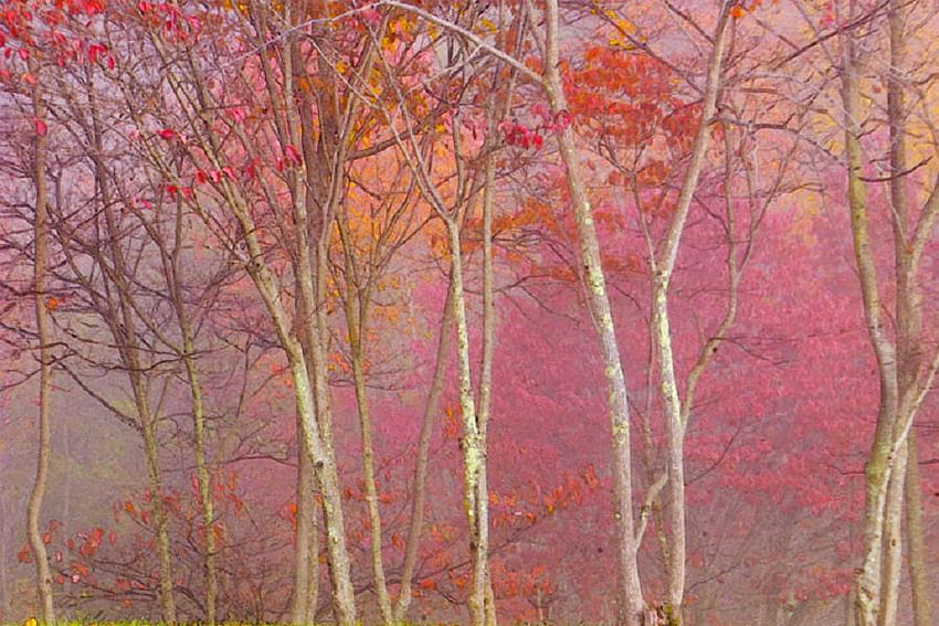 Fall Pastels, fall, peaceful, orange, pink, leaves, yellow, red, trees, autumn, forest, pastels HD wallpaper