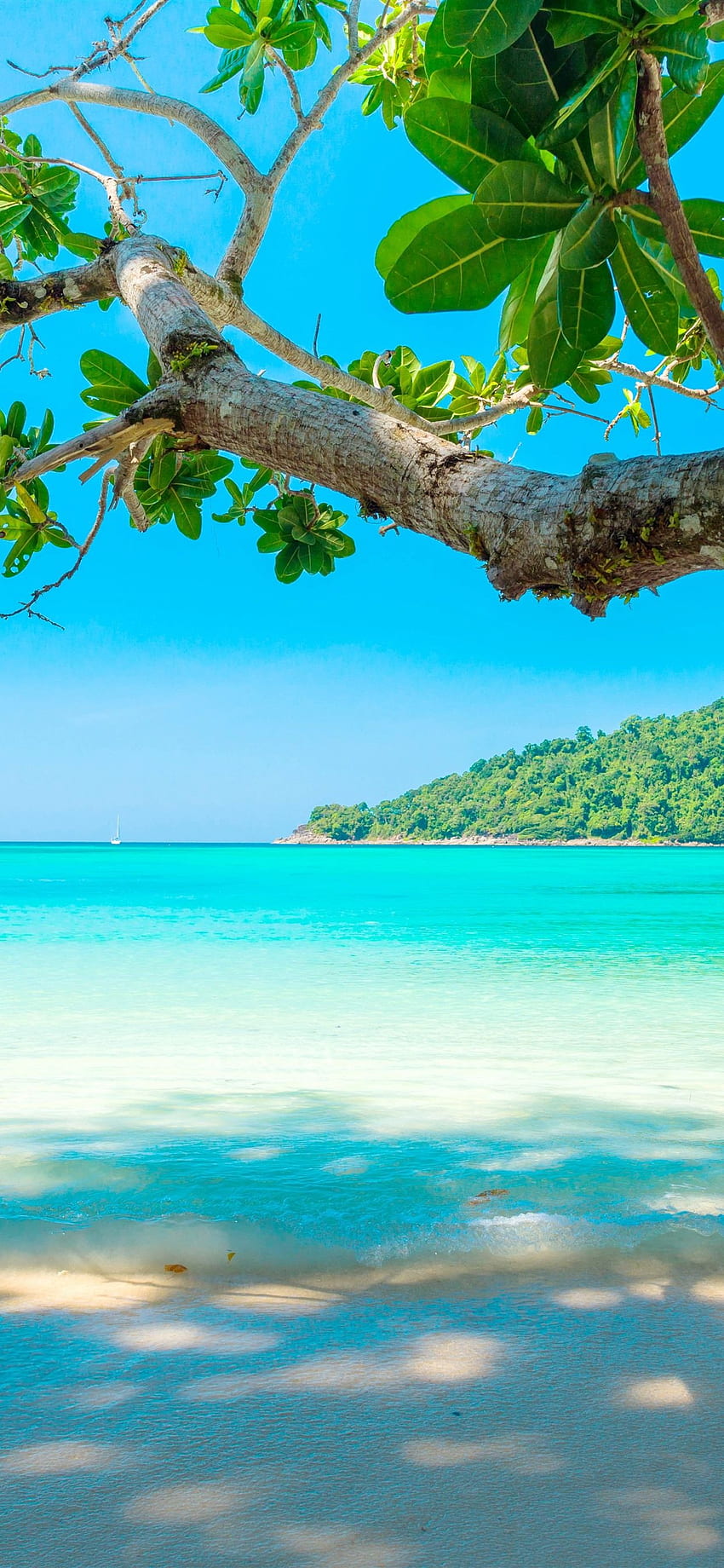 Lindo Mar, Praia, Árvore, Tropical IPhone 11 Pro XS Max, Plano de fundo, Praia do Caribe iPhone Papel de parede de celular HD