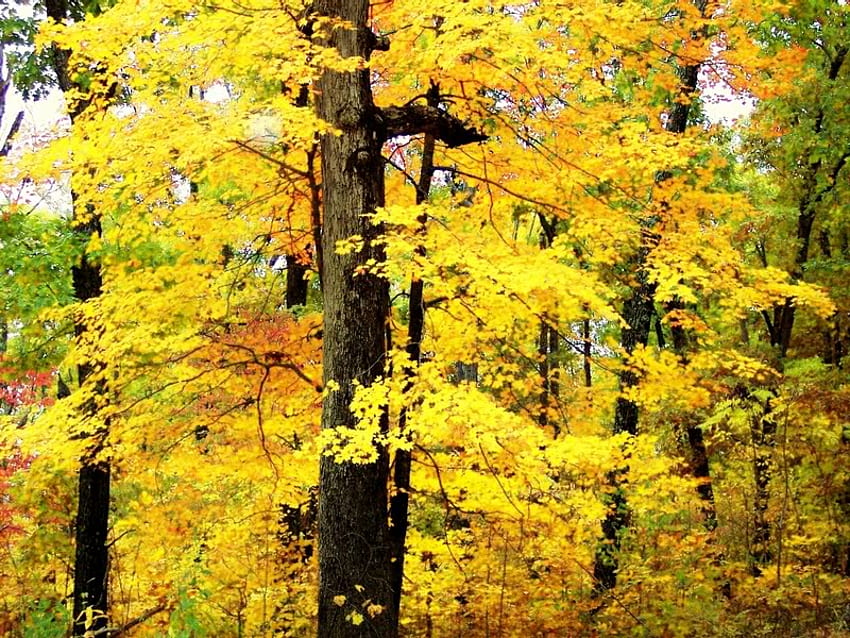 Bright Yellow, trees, autumn, leaves, trunk HD wallpaper