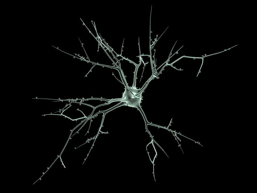 Brain, Neurons HD wallpaper