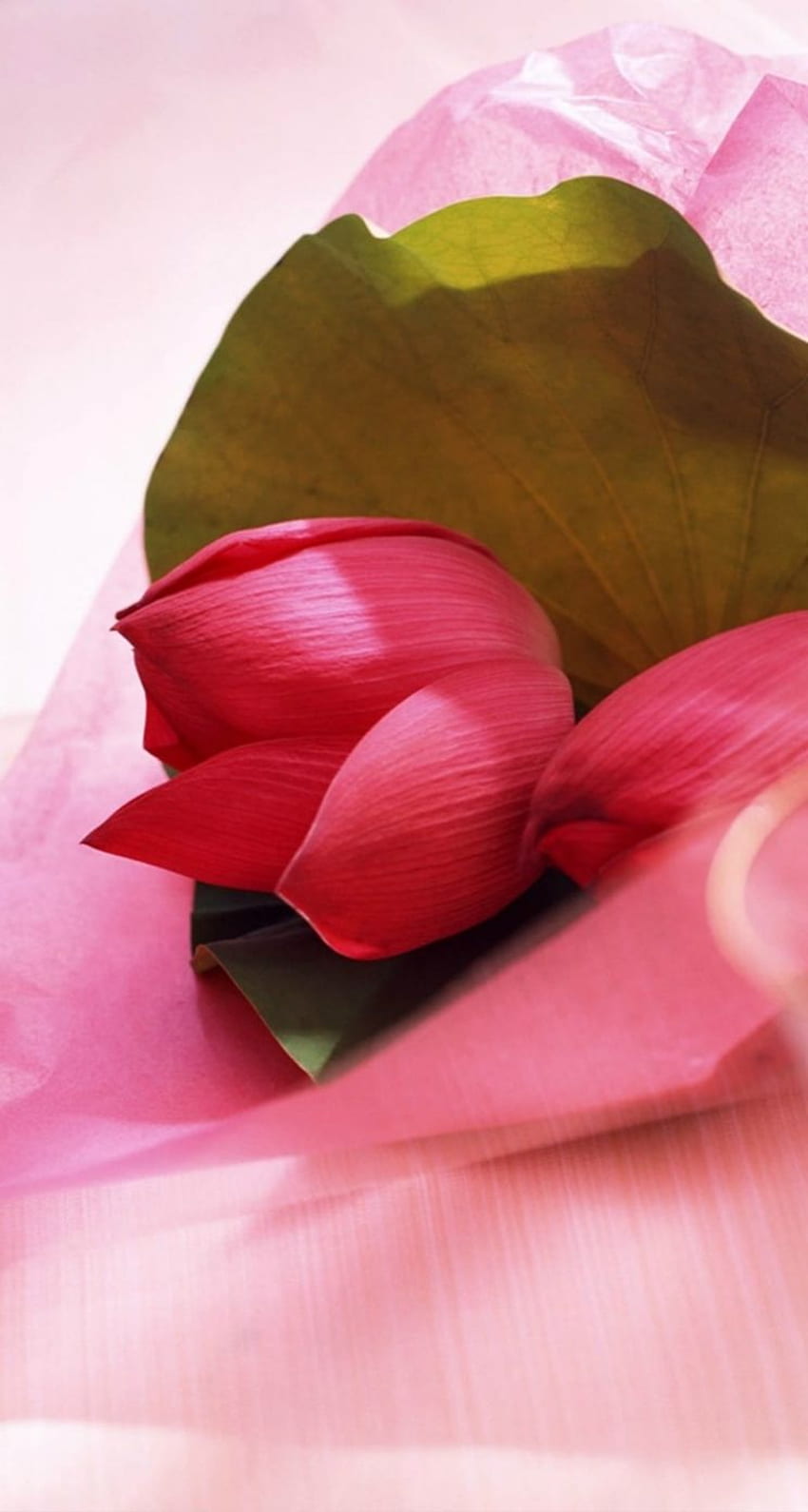 Fresh Vitality Pink Lotus Flower Leaf Macro iPhone se HD тапет за телефон