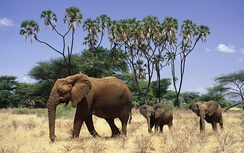 Elefanten und Jungen. Elefanten und Jungtierbestand HD-Hintergrundbild