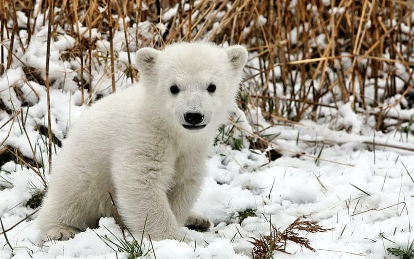 Animals, Grass, Snow, Young, Bear, Fear, Joey, Polar Bear HD wallpaper