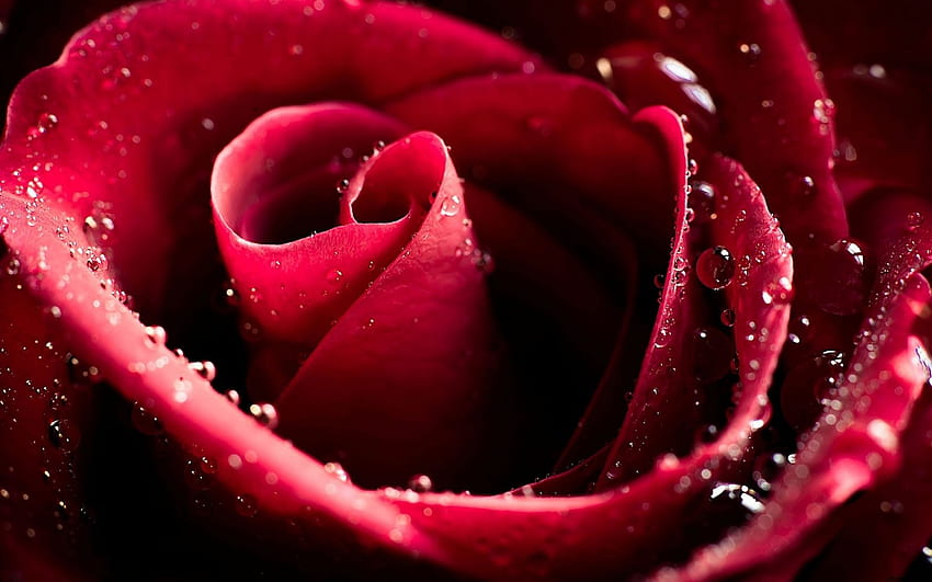flower rose burgundy drops [] for your , Mobile & Tablet. Explore Burgundy Flower . Burgundy Designs, Burgundy for Walls, Burgundy Roses HD wallpaper