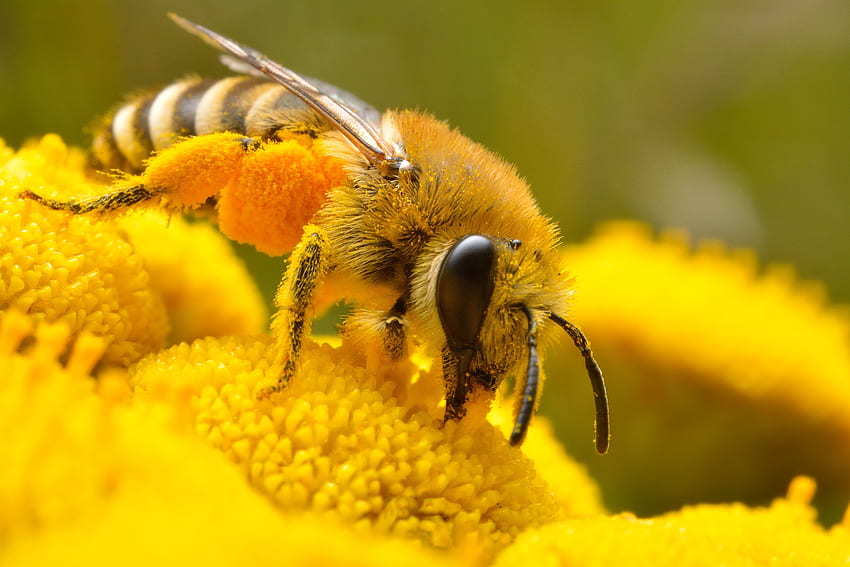 Micro of Honey bee perched on yellow petaled flower HD wallpaper