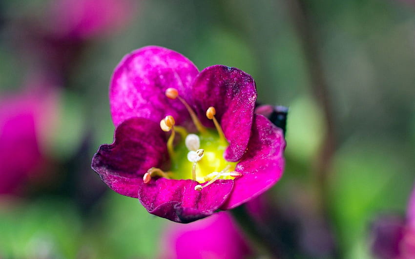 Flor, Planta, Macro, Pétalos fondo de pantalla | Pxfuel