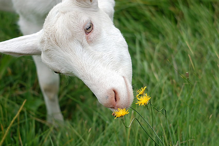 Zwierzęta, kwiaty, trawa, zapach, koza Tapeta HD