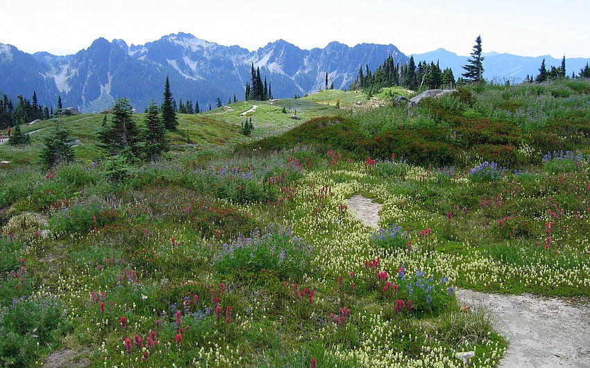 ธรรมชาติ ดอกไม้ ภูเขา หลากสี พืชพรรณ เทือกเขาแอลป์ ทุ่งหญ้า วอลล์เปเปอร์ HD