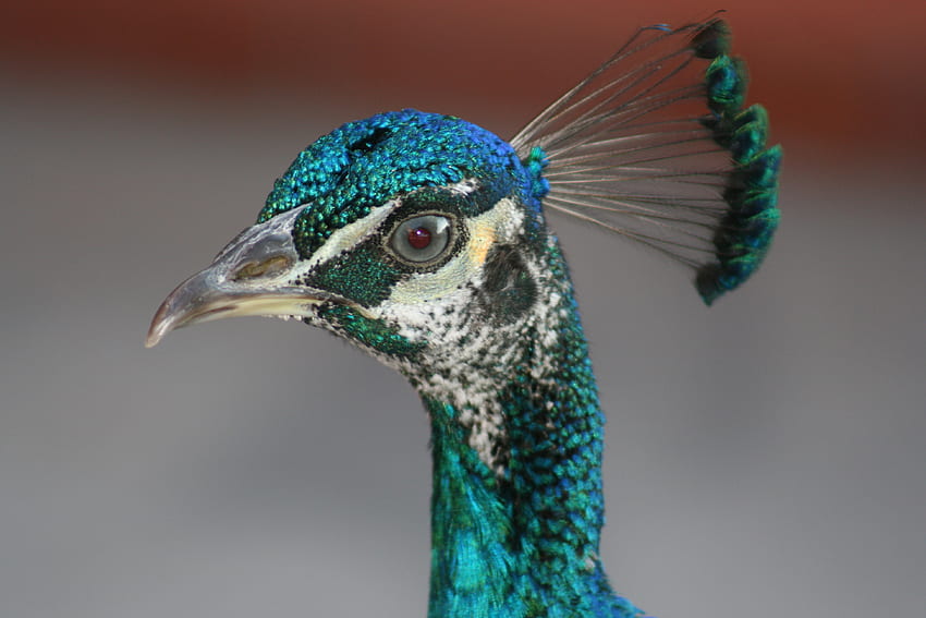 Beautiful peacock, blue, beautiful, peacock, panama HD wallpaper