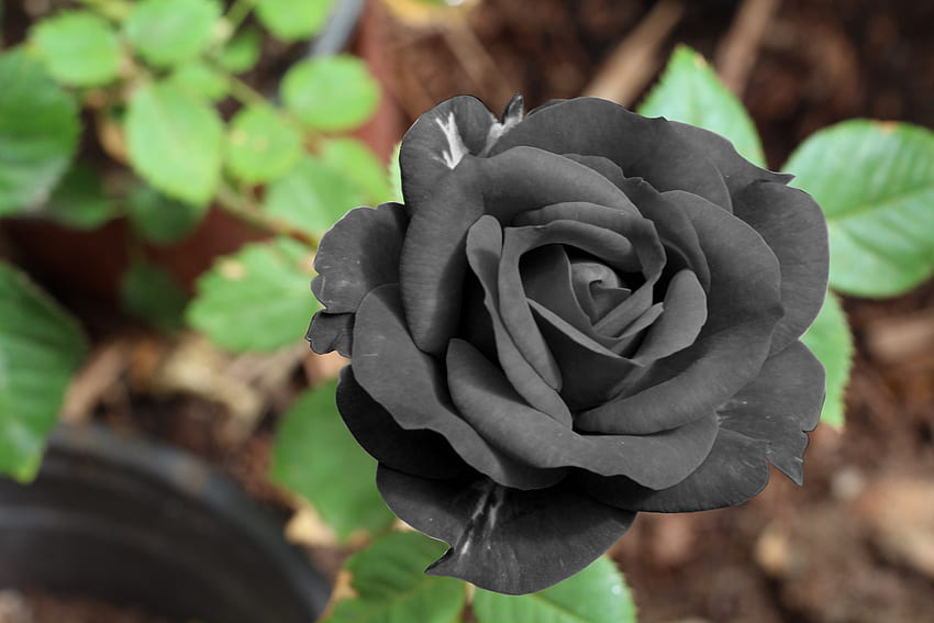 Blumen, Blume, Knospe, schwarze Rose HD-Hintergrundbild