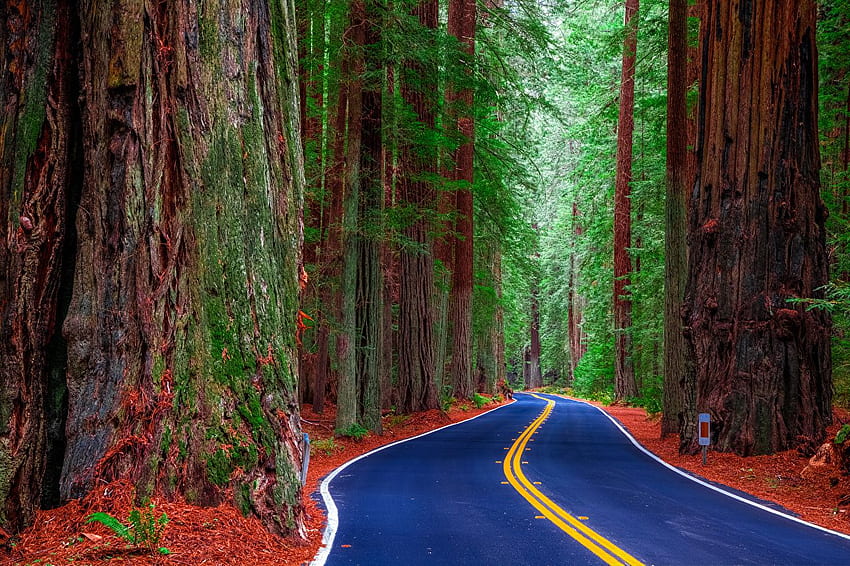 California USA Redwood State Park Nature Roads Forests Trees [] for your , Mobile & Tablet. Explore Redwood National And State Parks . Redwood National And HD wallpaper