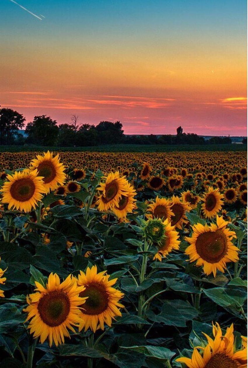 Ästhetisches Sonnenblumenfeld, ästhetisches Sonnenblumentelefon HD-Handy-Hintergrundbild
