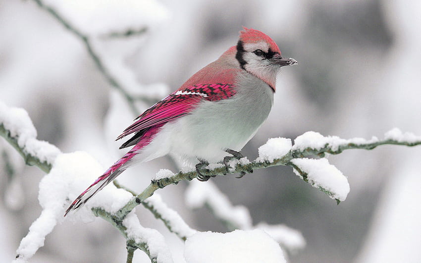 animales, invierno, naturaleza, nieve, pájaro, rama fondo de pantalla