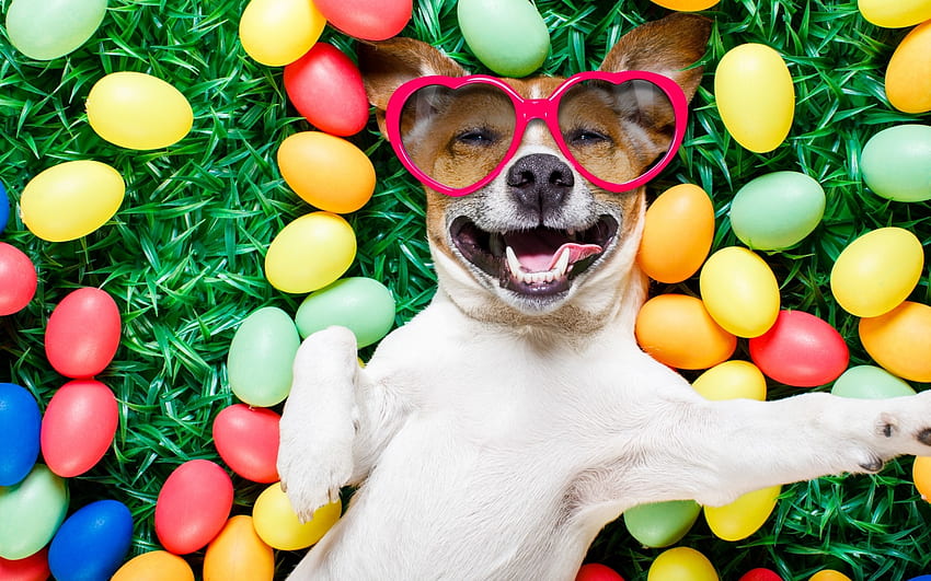Selamat Paskah!, kacamata, anjing, hewan, warna-warni, senyum, rumput, jack russell terrier, musim semi, hijau, lucu, kartu, paskah, jantung, caine Wallpaper HD