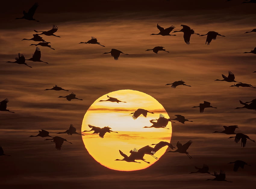 Gru migratrici al tramonto, Migrazione, Tramonto, Uccelli, Gru Sfondo HD