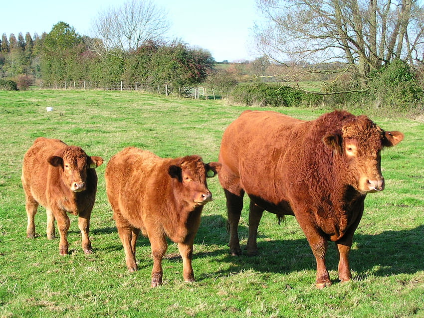 South Devon Ganado, vaca, prado, naturaleza, terneros fondo de pantalla