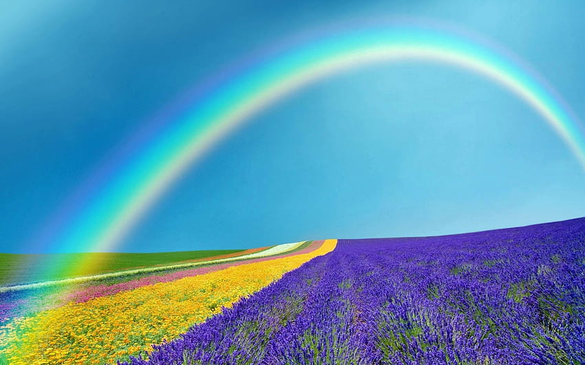 ラベンダー畑の上の虹、虹、野原、ラベンダー、空、自然、春 高画質の壁紙