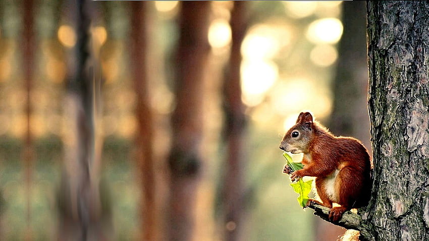 Funny Squirrel Charlie [] for your , Mobile & Tablet. Explore Squirrel . Bing Squirrel , Funny Squirrel , Baby Squirrel HD wallpaper