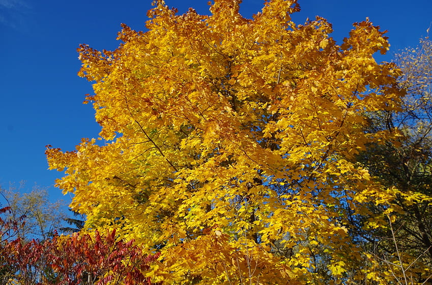 Herbstblätter, Herbst, Blätter, Wald, Baum HD-Hintergrundbild