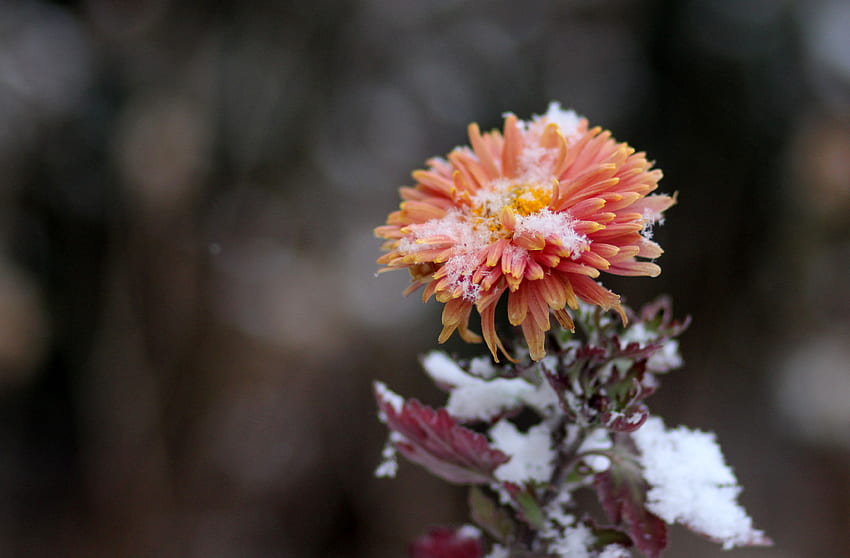 Flowers, Snow, Chrysanthemum, Bud HD wallpaper