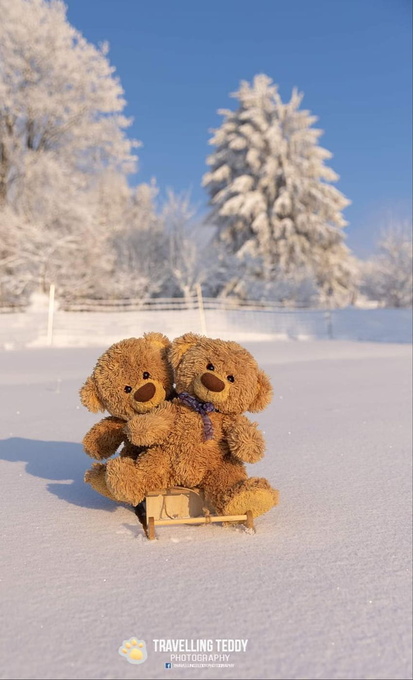Petit Amour d'Ourson TRAVELLING TEDDY in 2021. Teddy bear , Teddy bear , Teddy bear party, Winter Teddy Bears HD phone wallpaper