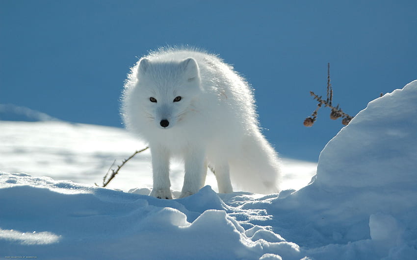 Zwierzęta, śnieg, światło, jasny kolor, lis polarny, ślady, przejście Tapeta HD
