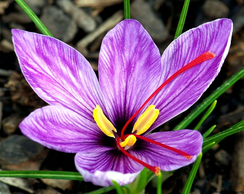 Safran-Blume HD-Hintergrundbild