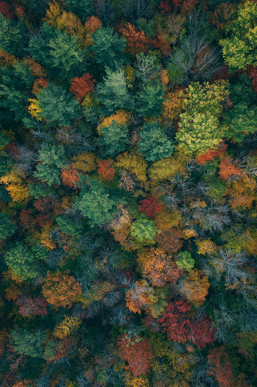 自然, 木, 秋, 上からの眺め, 森林, カラフルです, カラフルです, 秋の色, 秋の絵の具 HD電話の壁紙