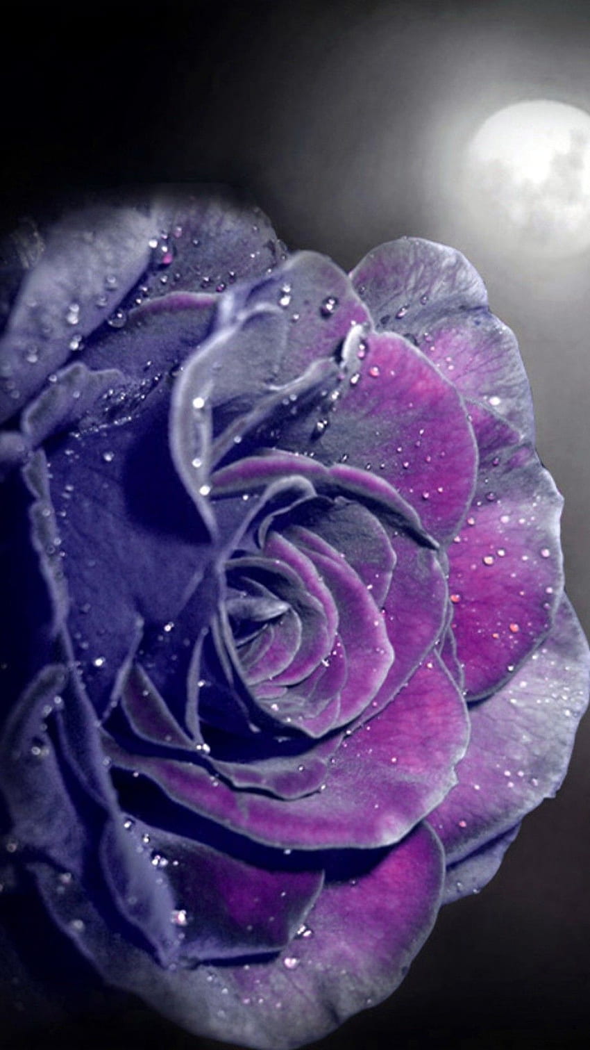Fioletowy iPhone w róże. To, co najlepsze . Fioletowe róże, fioletowe róże, fioletowe kwiaty, fioletowe i różowe róże Tapeta na telefon HD