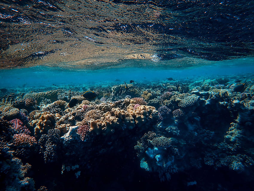 자연, 산호, 바다, 언더워터 월드, 해초, 조류 HD 월페이퍼